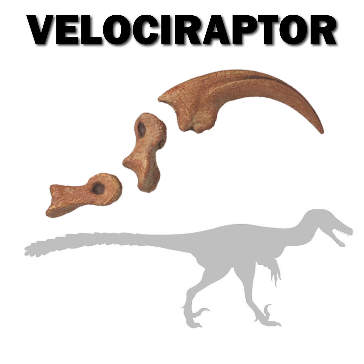 Velociraptor Killing Claw - Claw and Bones | Replica Fossil